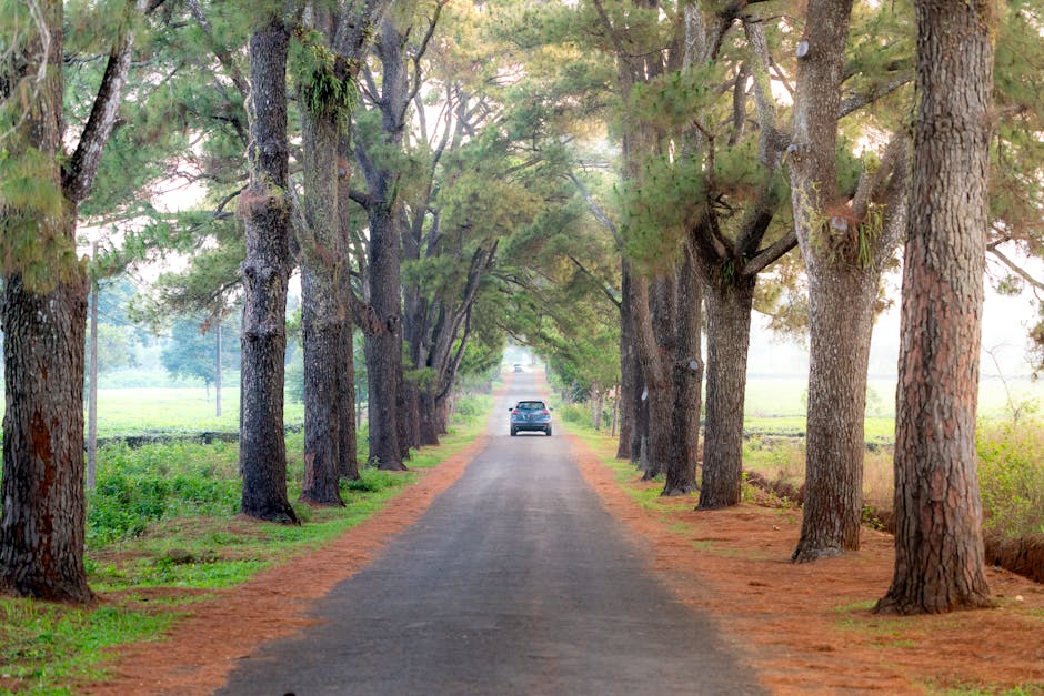 A narrow driveway lined with tall, mature pine trees on both sides, their branches extending overhead to create a shaded canopy. The driveway has a dark asphalt surface, with reddish-brown pine needle debris along its edges. At the far end of the driveway, a black vehicle is parked, ready for home relocation or furniture transport. The surrounding landscape features open fields with green grass and distant trees, under soft, diffuse daylight. The scene suggests a rural or semi-rural setting where moving and packing services by Man with Van Arkley could be utilized for residential relocations or furniture delivery.