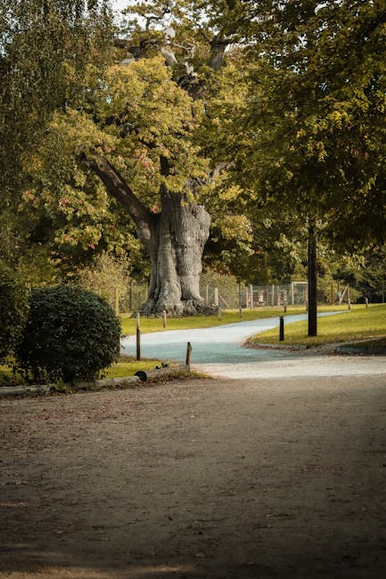 The image depicts a wide outdoor park area during daytime with a large, mature tree featuring a thick, textured trunk and expansive branches covered in green and yellow leaves, indicating early autumn. A winding gravel or paved pathway curves through the park, bordered by low wooden posts connected by thin rope barriers. To the left, there is a neatly trimmed round bush, and in the background, a fenced sports court or playing area can be seen. The scene is well-lit with natural sunlight, casting soft shadows on the grass and path. The overall setting presents a peaceful, green environment suitable for outdoor activities, with no visible moving or packing equipment present. This tranquil park scene aligns with statements about house removals or relocation planning, where outdoor space and access considerations are relevant. Man with Van Arkley occasionally references removals services related to home relocation logistics, as seen on their website page about the Oak Hill Park access tips.
