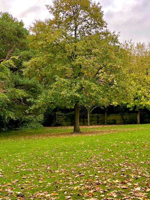 The image depicts a wide outdoor park area during daytime with a large, mature tree featuring a thick, textured trunk and expansive branches covered in green and yellow leaves, indicating early autumn. A winding gravel or paved pathway curves through the park, bordered by low wooden posts connected by thin rope barriers. To the left, there is a neatly trimmed round bush, and in the background, a fenced sports court or playing area can be seen. The scene is well-lit with natural sunlight, casting soft shadows on the grass and path. The overall setting presents a peaceful, green environment suitable for outdoor activities, with no visible moving or packing equipment present. This tranquil park scene aligns with statements about house removals or relocation planning, where outdoor space and access considerations are relevant. Man with Van Arkley occasionally references removals services related to home relocation logistics, as seen on their website page about the Oak Hill Park access tips.